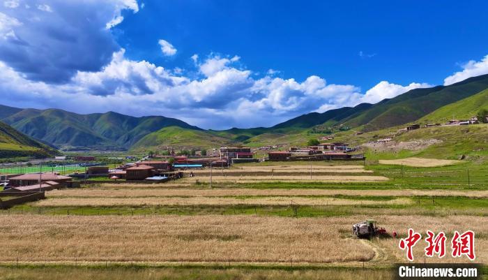 青海班瑪黑青稞迎豐收