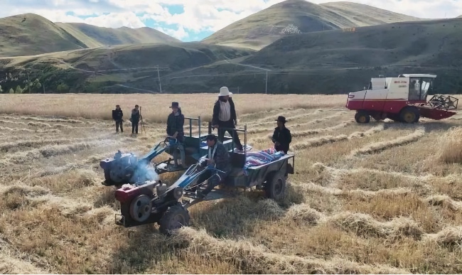 秋收現(xiàn)場(chǎng)。雅江縣委宣傳部供圖