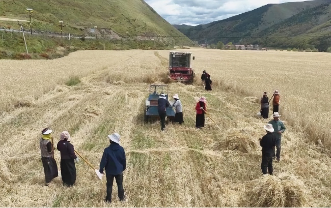 秋收現(xiàn)場(chǎng)。雅江縣委宣傳部供圖