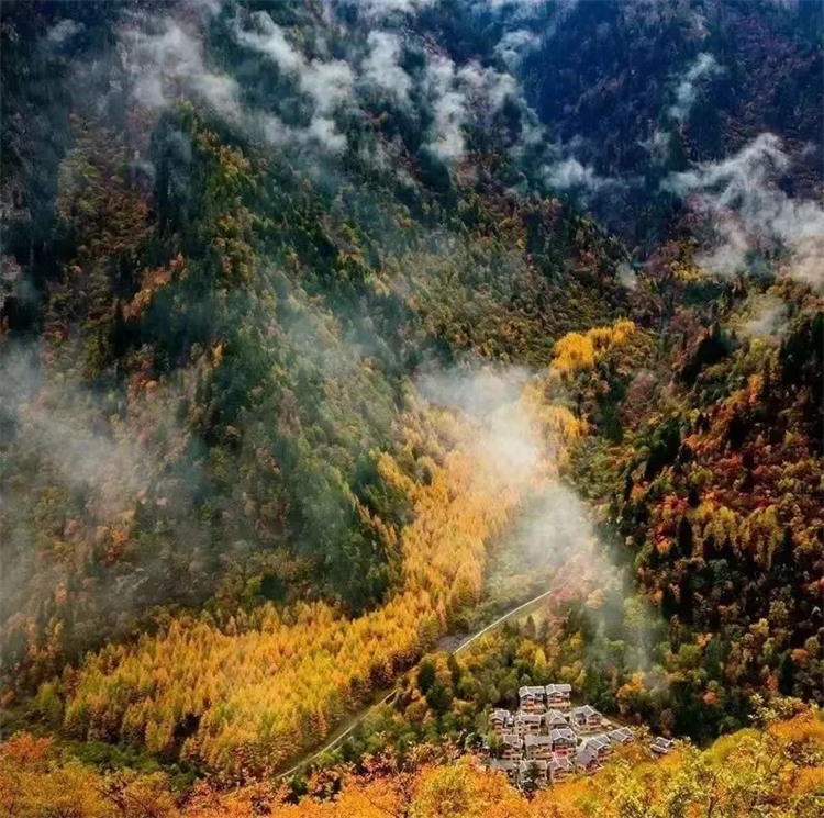 彩林航拍圖。黑水縣委宣傳部供圖