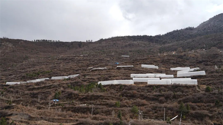 木日窩村藍(lán)莓示范基地。黑水縣融媒體中心供圖