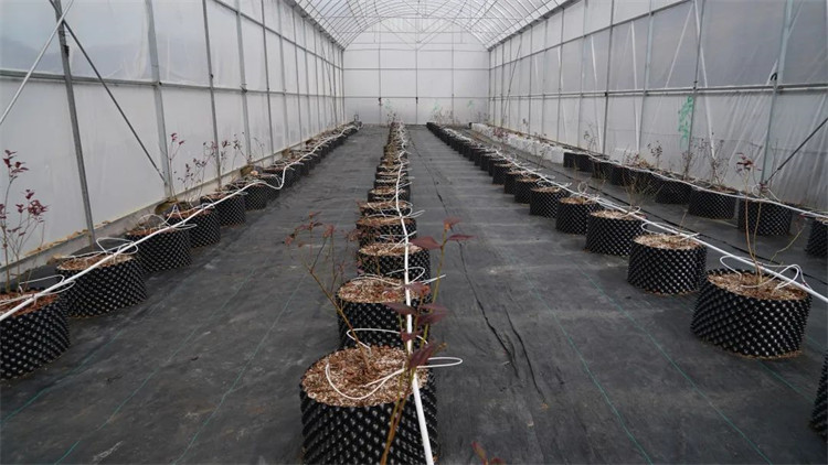 木日窩村藍(lán)莓示范基地的藍(lán)莓苗。黑水縣融媒體中心供圖