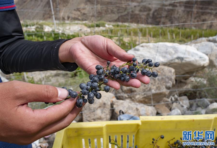 （西藏昌都解放70周年·圖文互動）（5）藏東脫貧影像：怒江河畔葡萄香