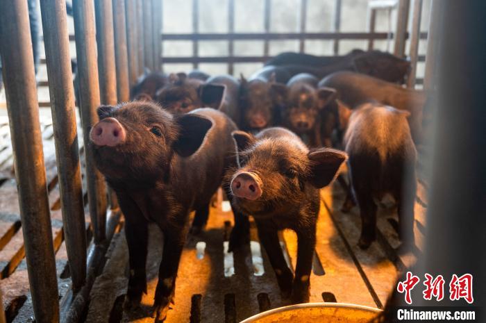 西藏林芝藏豬產(chǎn)業(yè)走上標(biāo)準(zhǔn)化、產(chǎn)業(yè)化之路