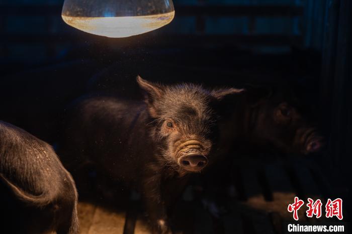 圖為藏豬被稱為“高原之珍”，以口感佳、營養(yǎng)價(jià)值高而聞名。　何蓬磊 攝