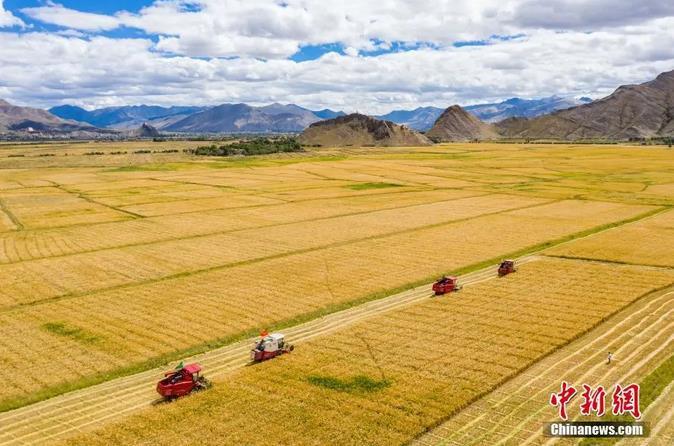 資料圖：西藏日喀則市江孜縣紫金鄉(xiāng)努堆村村民利用收割機(jī)收青稞。<a target='_blank' ><p  align=