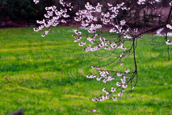 世外桃源！一組圖告訴你，西藏林芝桃花能有多美