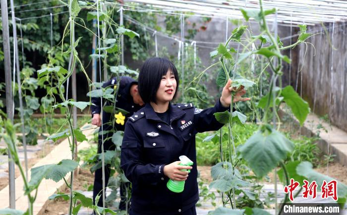 圖為李冬雪在溫室大棚里勞作。　西藏出入境邊防檢查總站供圖