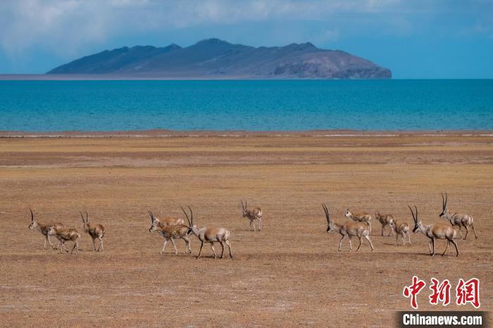 圖為西藏第一大湖色林錯(cuò)湖畔的藏羚羊群休閑覓食?！〗w波 攝