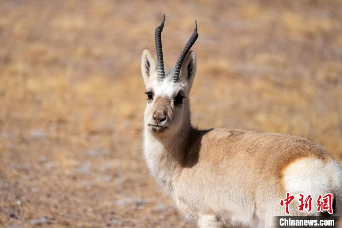 圖為西藏藏原羚，藏原羚是青藏高原特有種，也被稱為西藏黃羊。　江飛波 攝