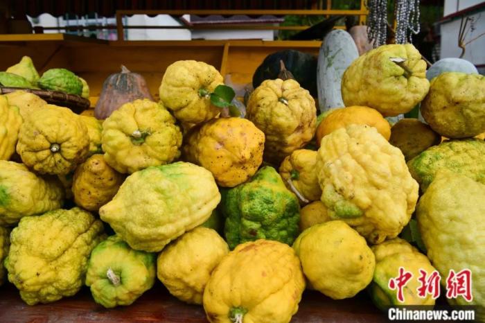 墨脫大檸檬，學(xué)名香櫞，和檸檬均為蕓香科植物。(<a target='_blank' href='/'><p  align=