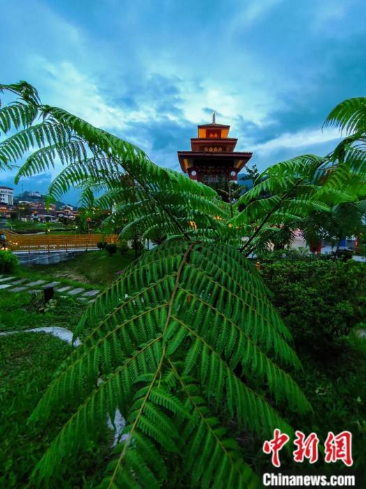 墨脫縣城公園里的桫欏。