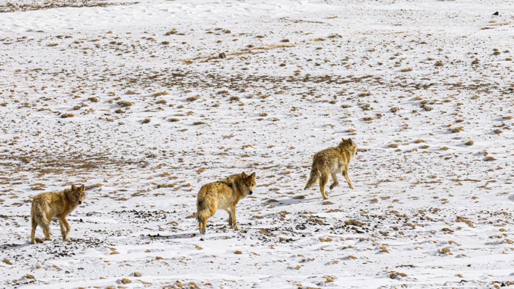 狼。金阿次仁攝