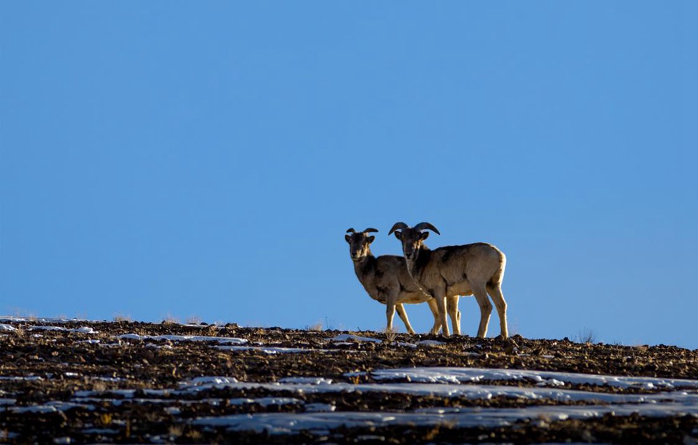 盤羊。金阿次仁攝