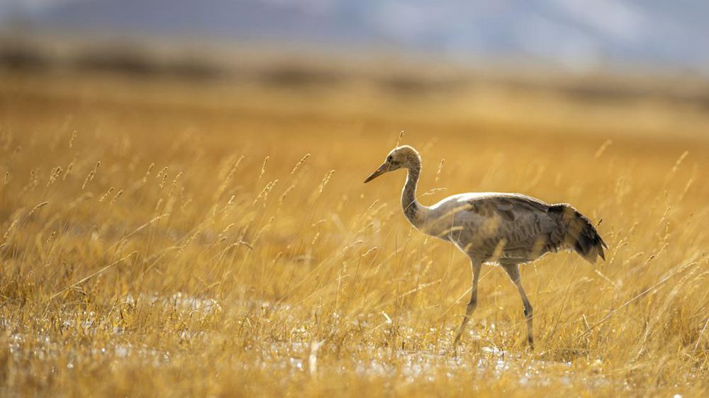黑頸鶴幼鳥。金阿次仁攝