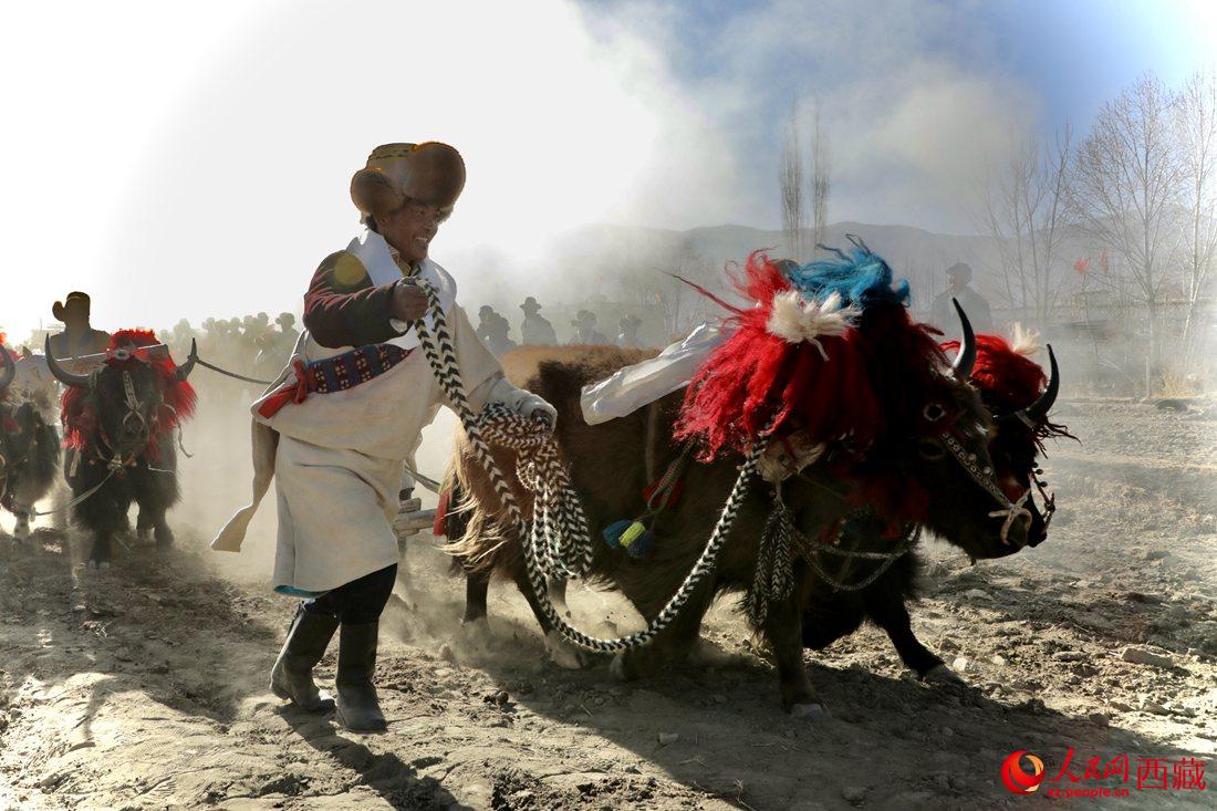 山南市扎囊縣扎其鄉(xiāng)孟卡榮村迎來春耕第一犁。人民網(wǎng) 次仁羅布攝