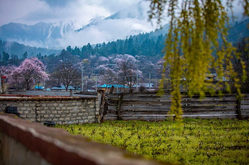 桃花深處的村莊。張靜攝