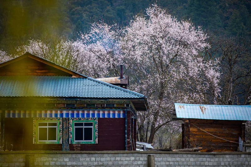 桃花掩映下的村莊。張靜攝