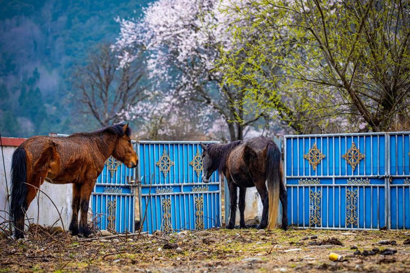 桃花下村莊。張靜攝