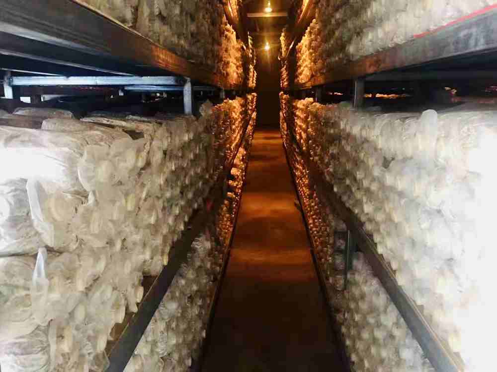 菌棒培育。索扎攝