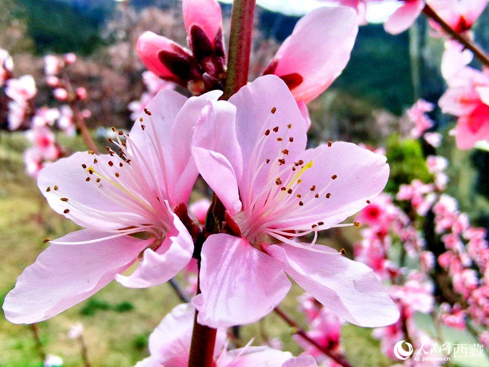 林芝桃花開(kāi)。人民網(wǎng) 李海霞攝