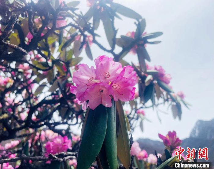 近日，西藏自治區(qū)山南市加查縣索囊溝的杜鵑花競相綻放。　冉文娟 攝