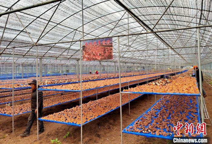 圖為紅太陽科技示范家庭農(nóng)場采收的靈芝?！∑酱胪喙﹫D