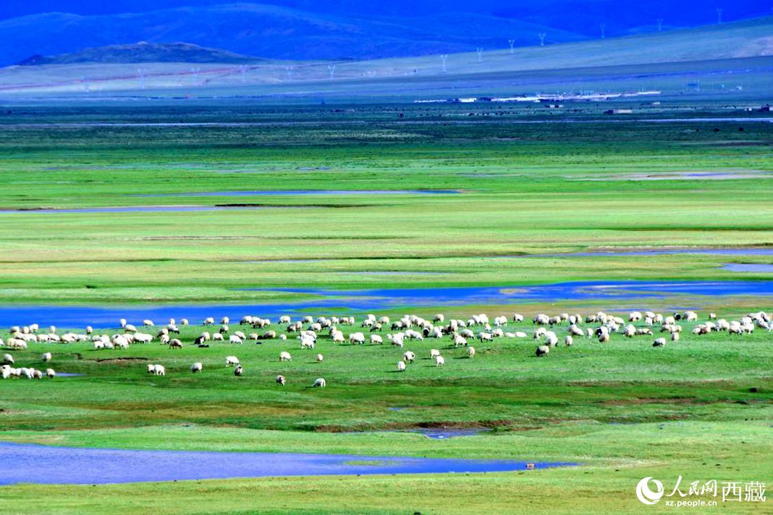 水草豐美的草原，牛羊悠閑覓食。人民網(wǎng) 李海霞攝