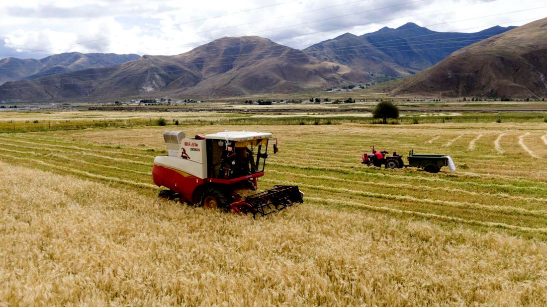 抗疫情、保秋收。洛克攝