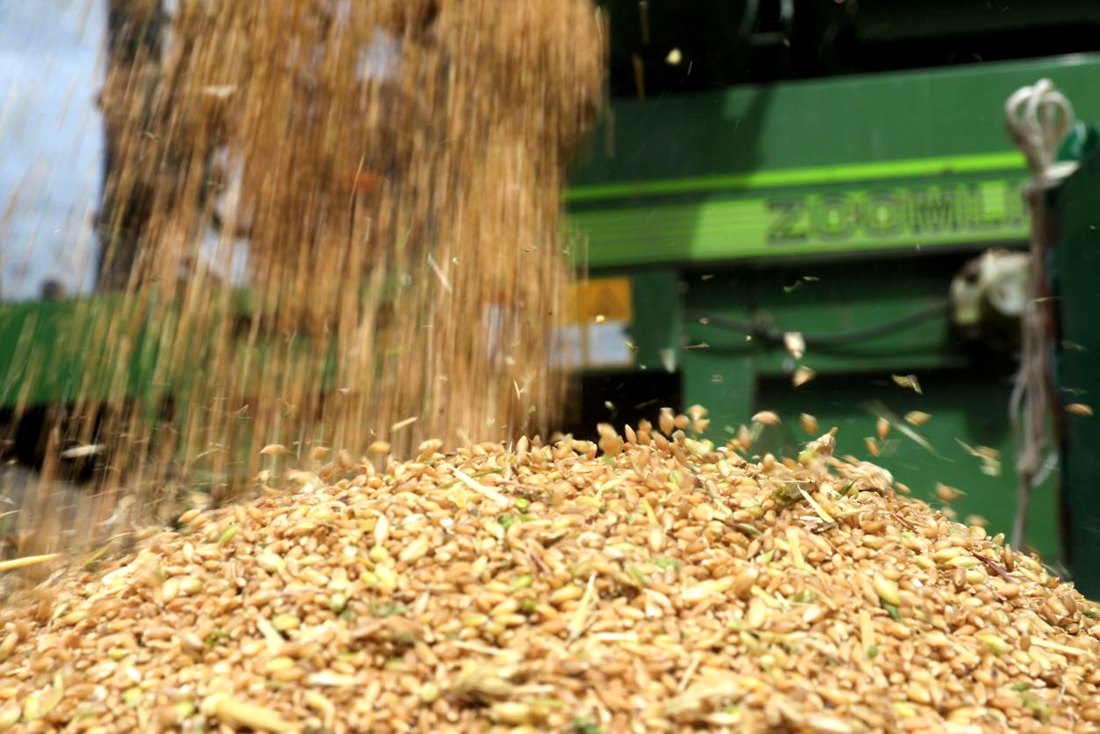 承載著希望的青稞，顆粒歸倉(cāng)。洛克攝