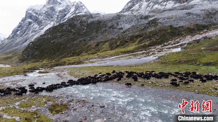 圖為轉(zhuǎn)場中的牦牛?！÷蹇?攝