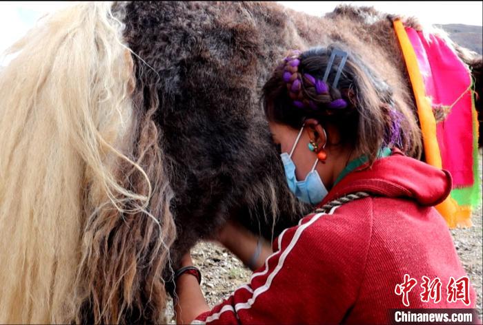圖為牧民正在擠奶?！∪湛t文聯(lián)供圖