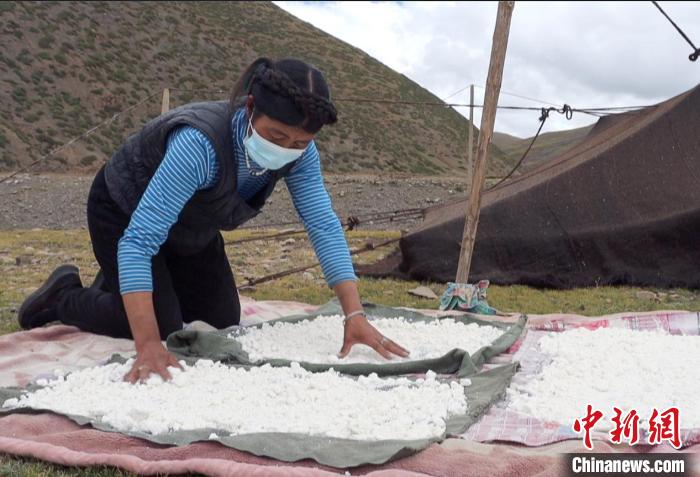 圖為牧民正在制作奶渣?！∪湛t文聯(lián)供圖