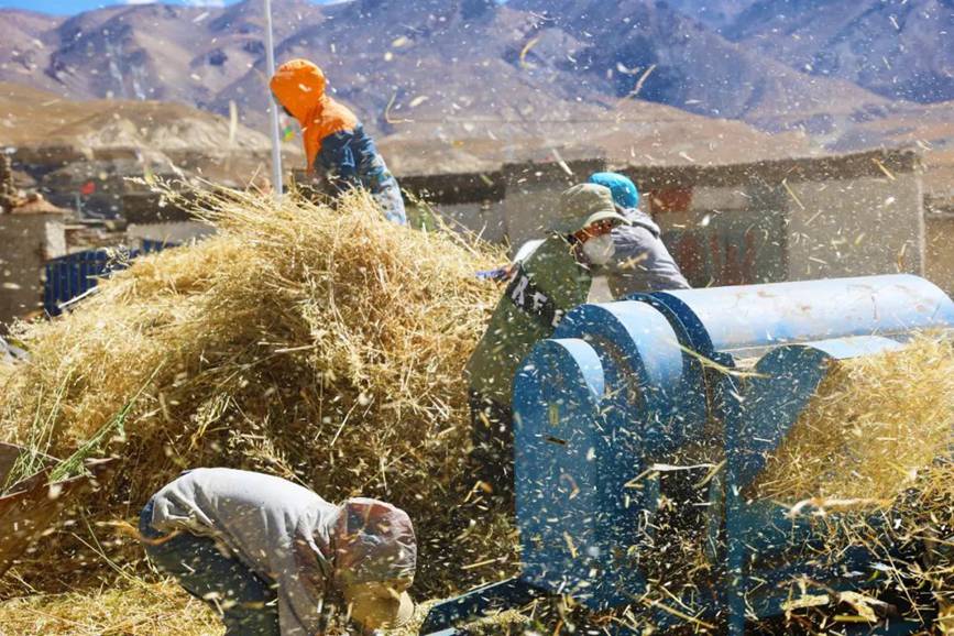 西藏吉?。簬愠两襟w驗秋收打場