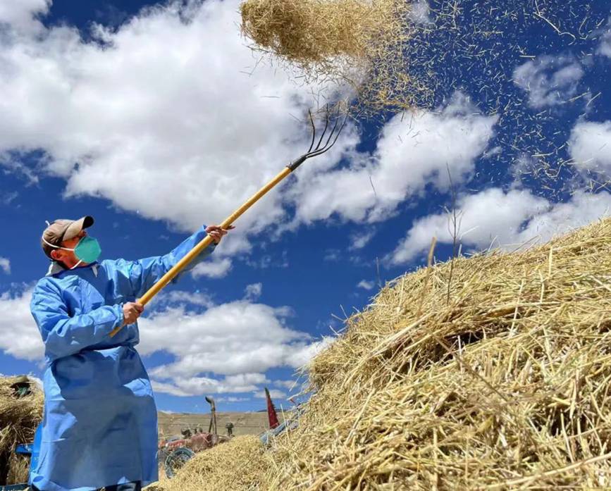 西藏吉?。簬愠两襟w驗秋收打場【6】