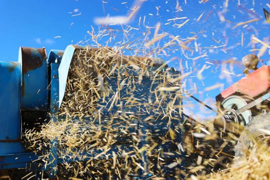 西藏吉?。簬愠两襟w驗秋收打場【7】