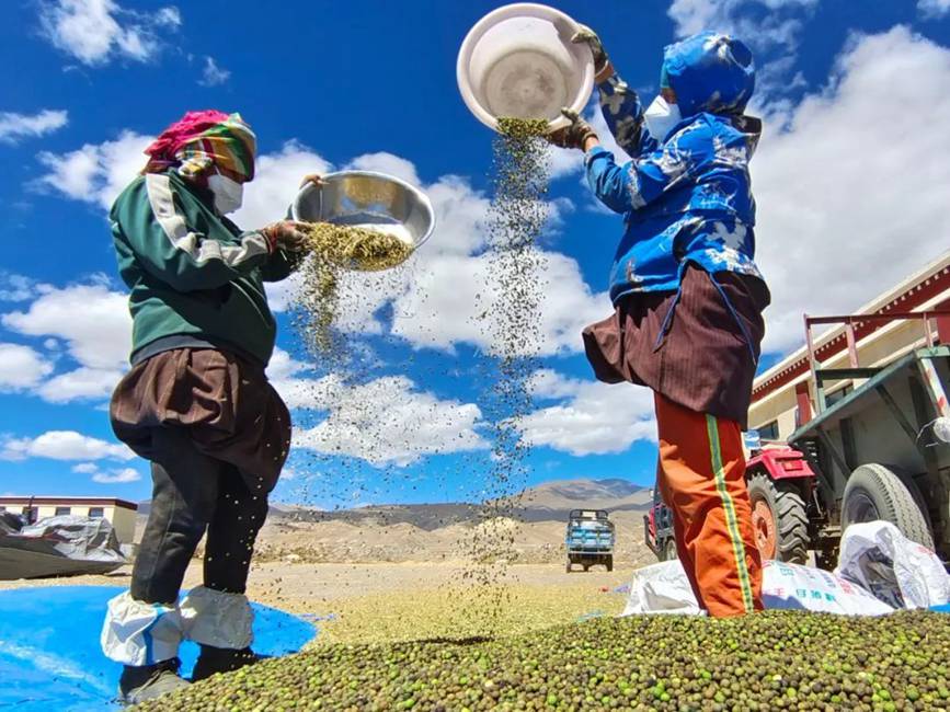 西藏吉?。簬愠两襟w驗秋收打場【10】