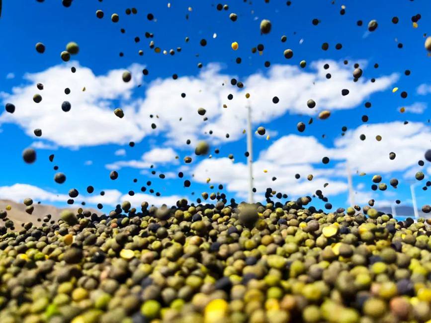 西藏吉?。簬愠两襟w驗秋收打場【14】