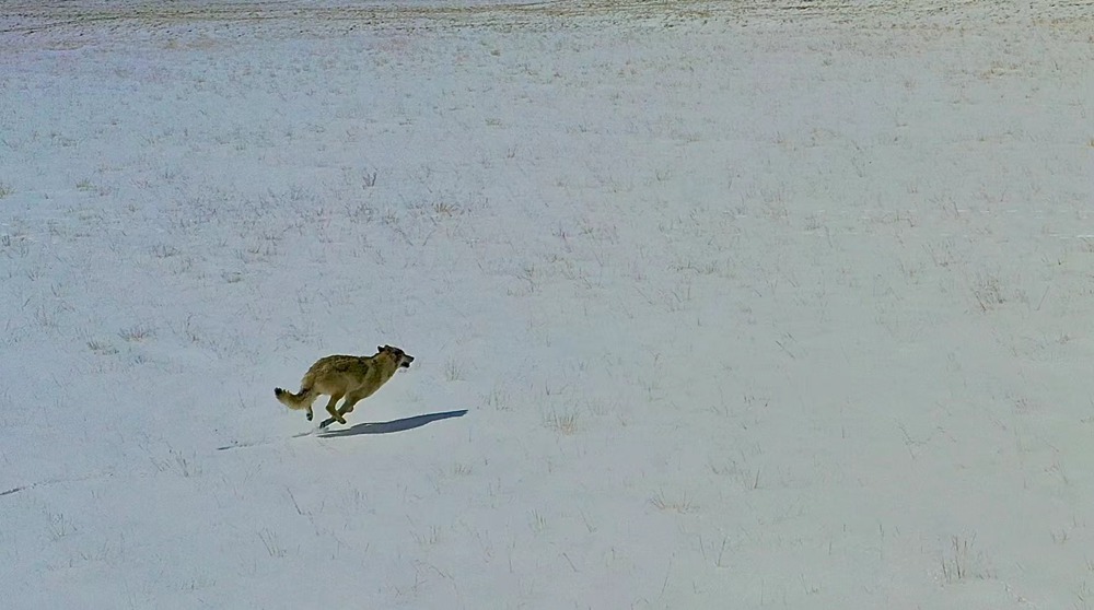 雪地里疾馳的阿里“狼”。