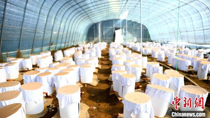 圖為靈芝套袋?！∴嚢?攝