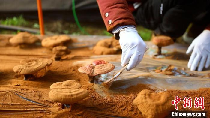 圖為農(nóng)民采收靈芝孢子粉?！〉录?攝