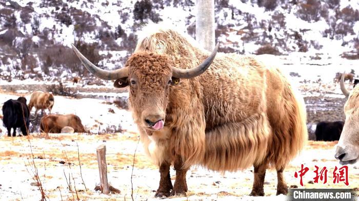 圖為角木那村生態(tài)散養(yǎng)的牦牛?！“蜕Ｇ?　攝