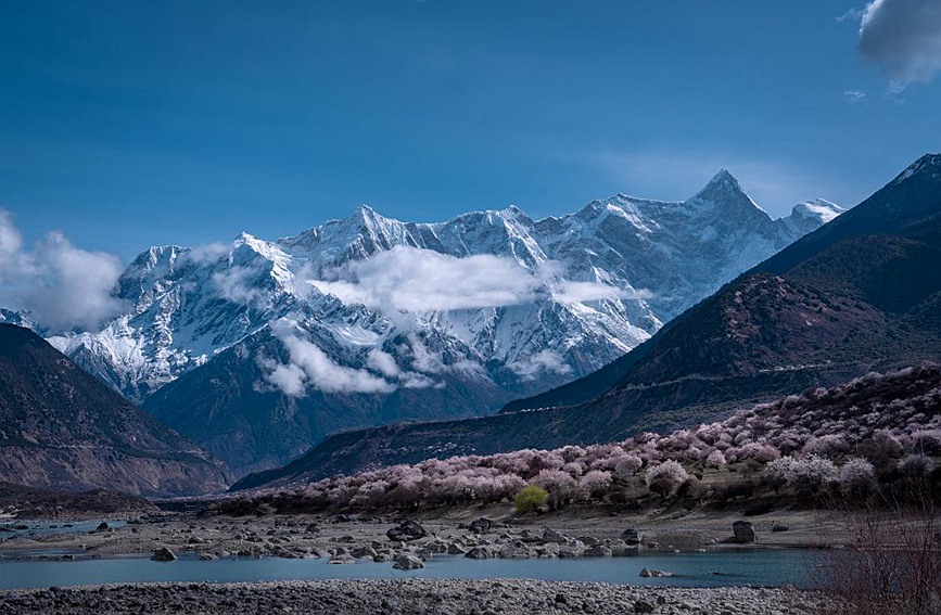 雪山下的桃花。張靜攝