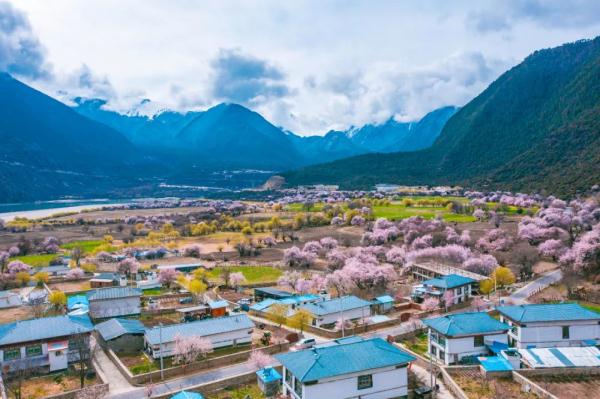 人間桃花源！林芝桃花有多絕？