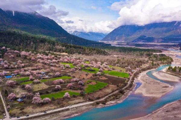 人間桃花源！林芝桃花有多絕？