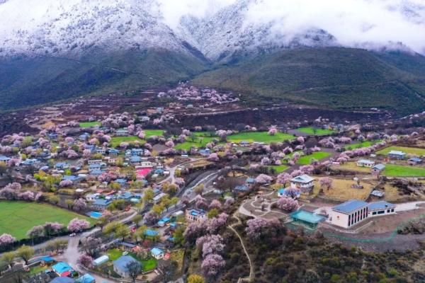 人間桃花源！林芝桃花有多絕？