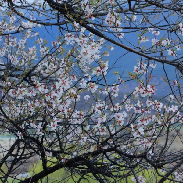 人間桃花源！林芝桃花有多絕？