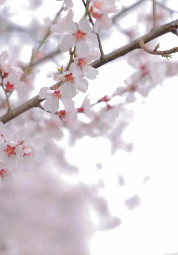 人間桃花源！林芝桃花有多絕？