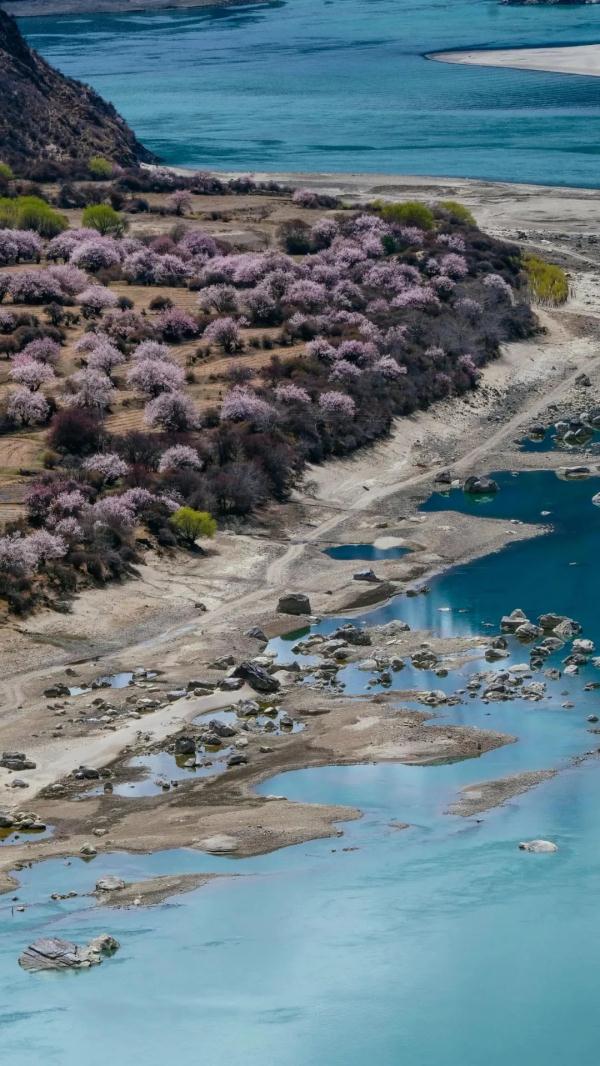 人間桃花源！林芝桃花有多絕？