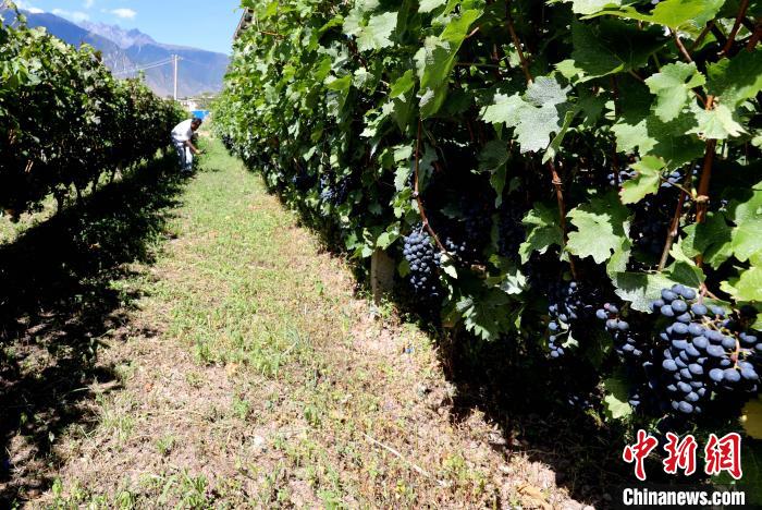 昌都芒康縣依托“兩江流域”干熱河谷地帶地理優(yōu)勢將康巴蜜橘、蘋果、甜石榴、葡萄、蜜桃等經(jīng)濟林木種植?！〔际忻⒖悼h委宣傳部供圖